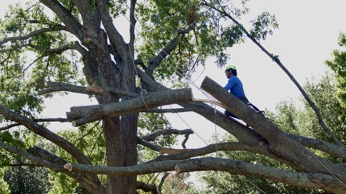 Professional Crown Thinning performed by certified arborists in Linn