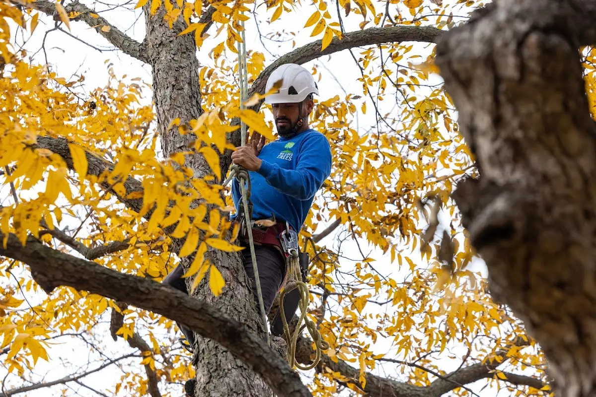 Skilled Tree Pruning crew working in Linn