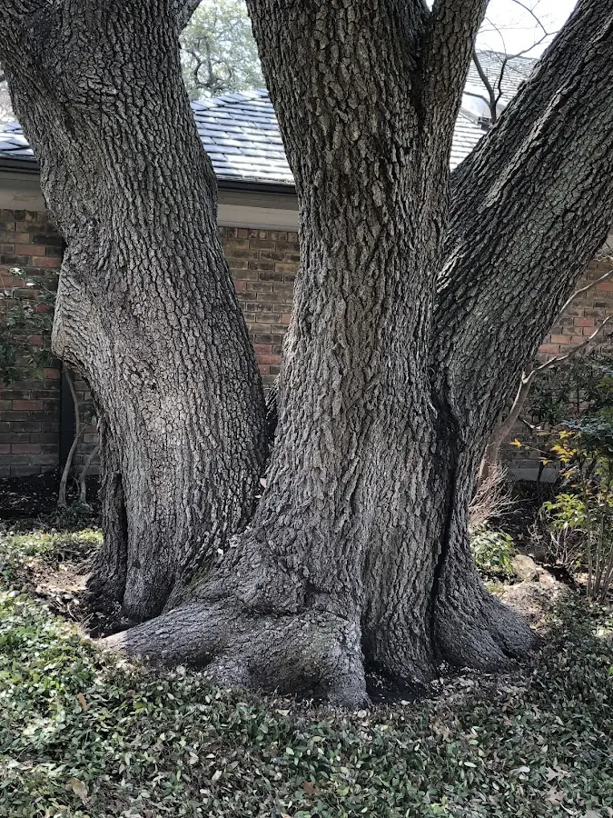 Mature heritage tree close to a Linn property cared for by certified arborists